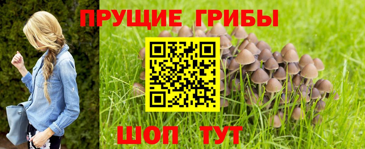 Псилоцибиновые грибы Cubensis Черняховск
