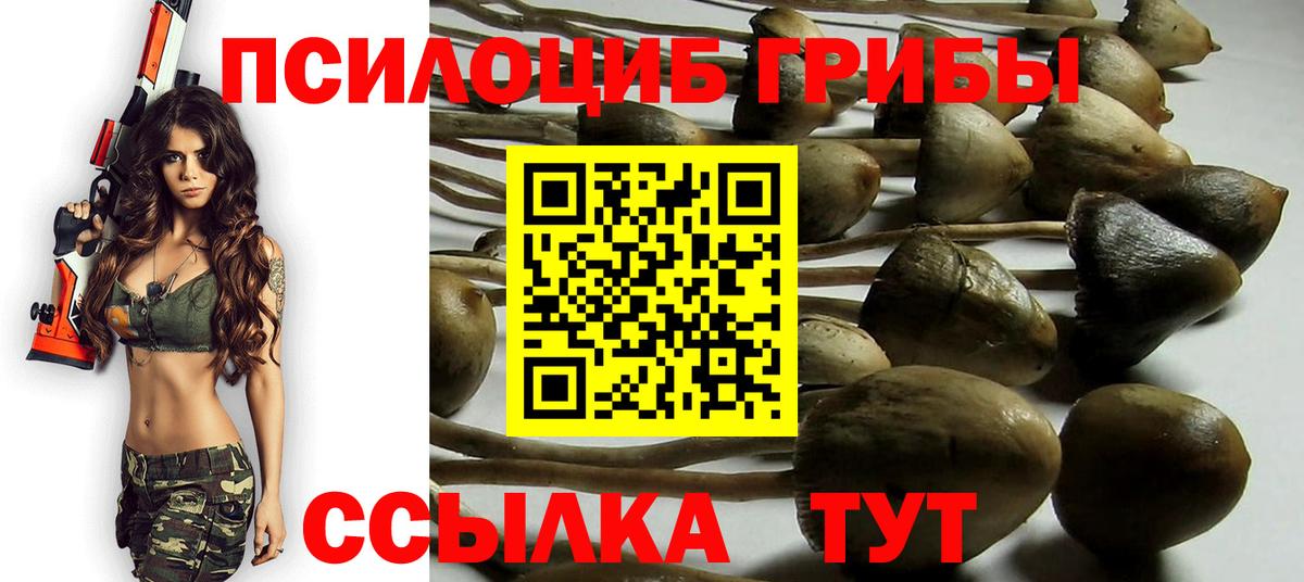 Черняховск  Галлюциногенные грибы прущие грибы  Псилоцибиновые грибы Psilocybe  Вход с VPN 